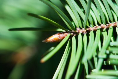 Pseudotsuga menziesii, douglasii 'Glauca Pendula' - douglaska tisolistá - pupen